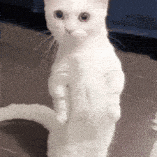 a white cat is standing on its hind legs