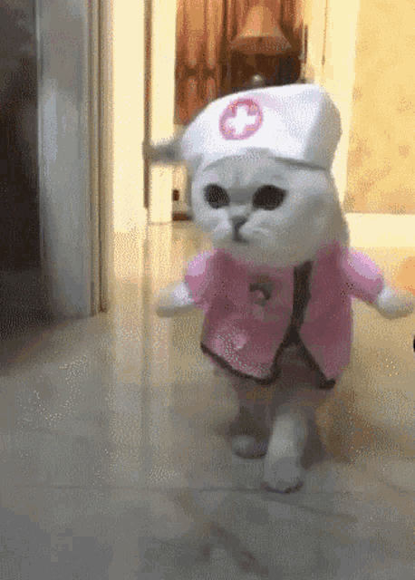 Mac Nurse Cat GIF - Mac Nurse Cat Nurse Costume GIFs