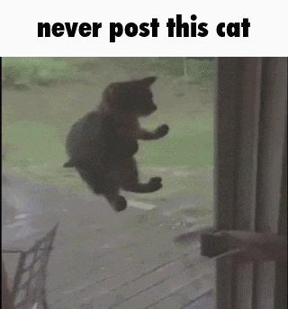 Post This GIF - Post This Cat GIFs