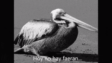 a black and white photo of a pelican with hoy no hay faeran written below it