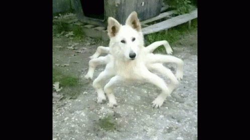 Spider Dog Bubbles GIF - Spider Dog Bubbles Scary GIFs