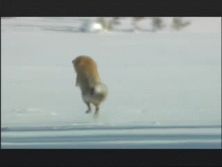 Let'S Dive Face First Into Snow! GIF - Fox Nosedive Hunting GIFs