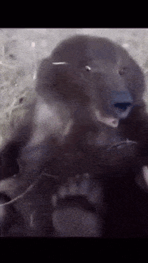 a close up of a bear 's face with its mouth open