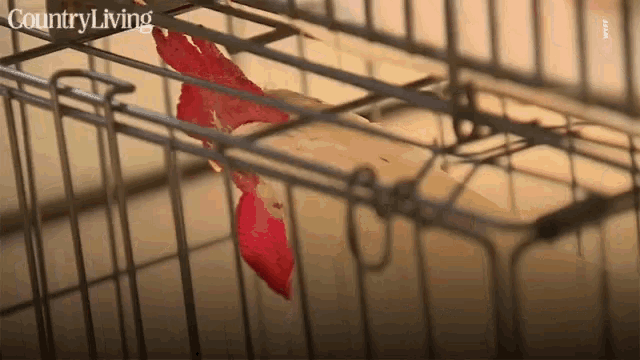 a chicken in a cage with the words country living on the bottom right