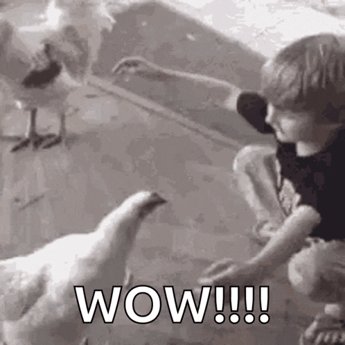 a boy is playing with a duck on the floor while a chicken looks on .