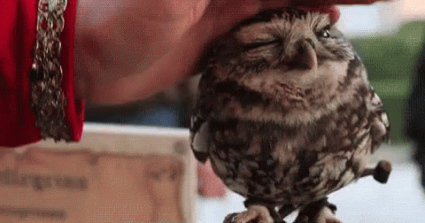 Owl Pet GIF - Owl Pet Pat GIFs