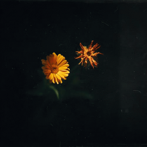Chill GIF - Flowers Pretty Sway GIFs