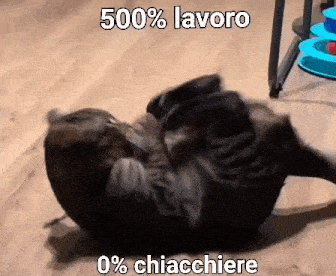 a cat is laying on its back on the floor with a caption that says 500 % lavoro 0 % chiacchiere .