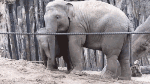 What Professional Players Faking A Foul Look Like GIF - Elephant Play Sand GIFs
