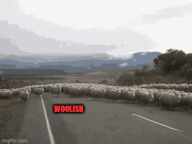Trampede Woolish GIF