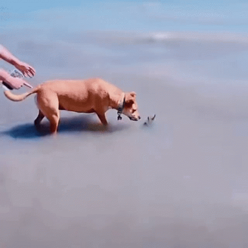 Scared Dog Surprise GIF - Scared Dog Surprise Boo GIFs