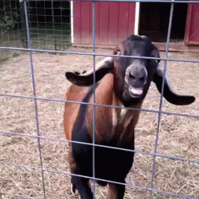 Stop Acting Like This Goat GIF - Goat Problems GIFs