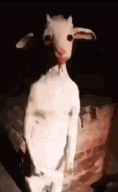 a white goat is standing in the dark with a light behind it .