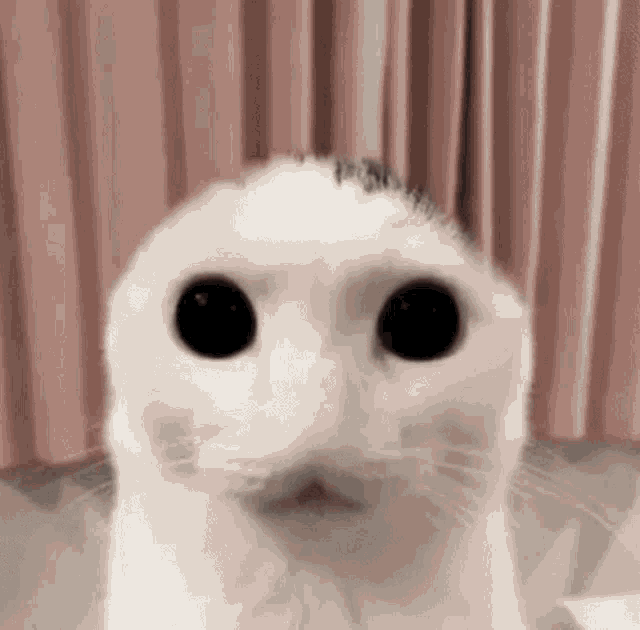 Cat Creepy GIF - Cat Creepy Goated GIFs