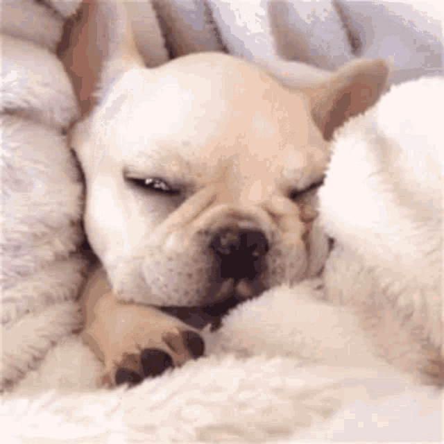a french bulldog puppy is sleeping next to a stuffed animal .