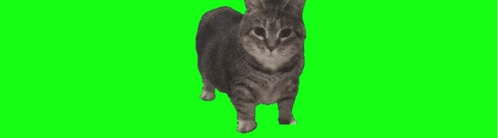 a gray cat is walking on a green screen .
