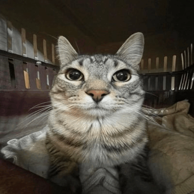 No Motion Cat Meme GIF - No Motion Cat Cat Meme - Discover & Share GIFs