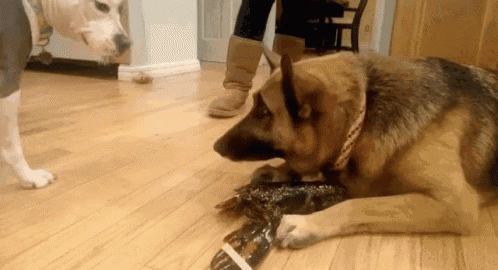 a german shepherd dog is eating a lobster on the floor .
