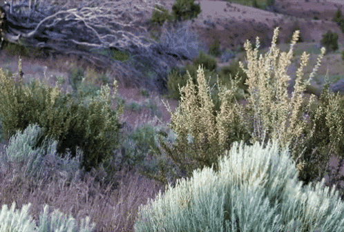 a bunch of shrubs are growing in the desert