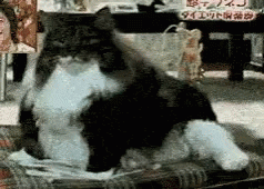 Fat Cat Scratching GIF - Fat Cat Scratching Cant Reach GIFs