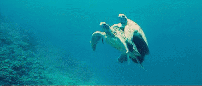 游水 游泳 乌龟 交配 GIF - Swim Turtle Mating GIFs