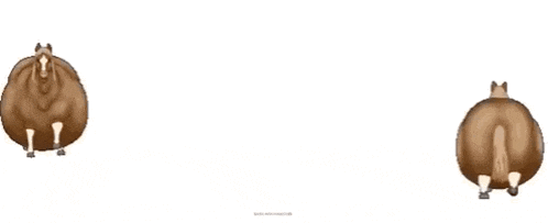two brown horses are standing next to each other on a white background .