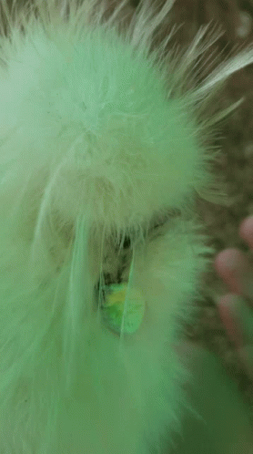 Silkie Chicken Chicken GIF - Silkie Chicken Chicken Rooster GIFs