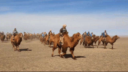 Camel Race Mongolia GIF - Camel Race Mongolia Jockey GIFs