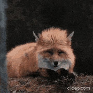 a fox is laying on the ground with a fish in its mouth .