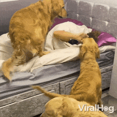 Dogs Trying To Wake Up A Girl Golden Retriever GIF - Dogs Trying To Wake Up A Girl Golden Retriever Viralhog GIFs