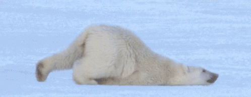 Tired Boring GIF - Tired Boring Polar Bear GIFs