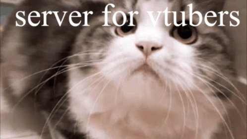 Server For Vtubers Vtubers GIF - Server For Vtubers Vtubers Cat GIFs