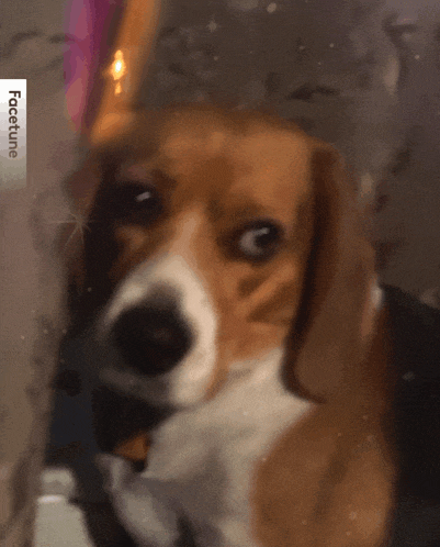 a close up of a dog 's face with a facetune watermark
