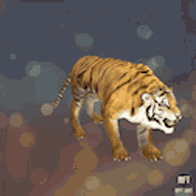 a tiger is walking across a dark background