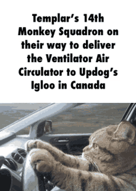 a cat is driving a car with the caption templar 's 14th monkey squadron on their way
