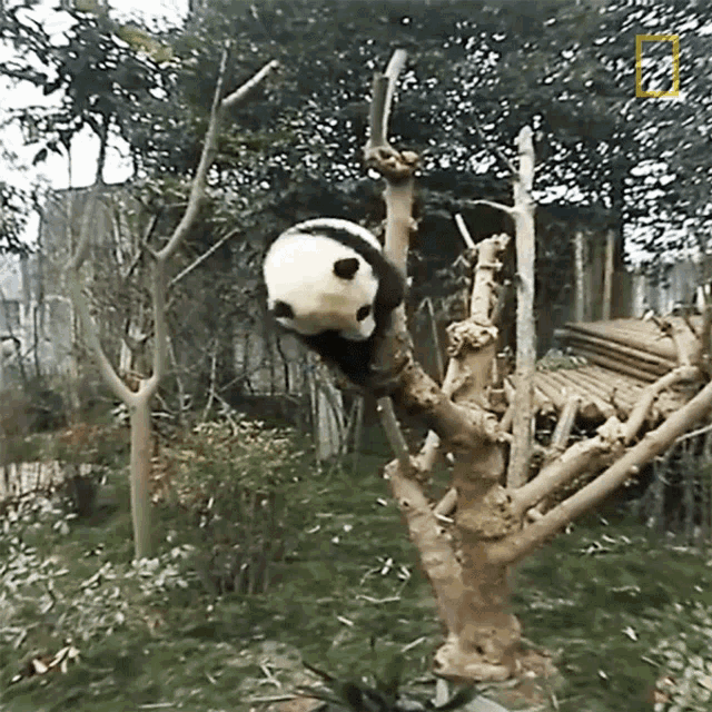 Climbing 360baby Pandas GIF - Climbing 360baby Pandas Playing GIFs