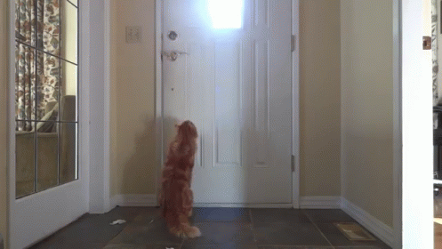 Cat Lets Himself Out GIF - Cat Door Open GIFs