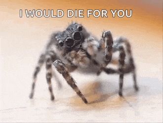 a jumping spider is sitting on a table with the words `` i would die for you '' written above it .