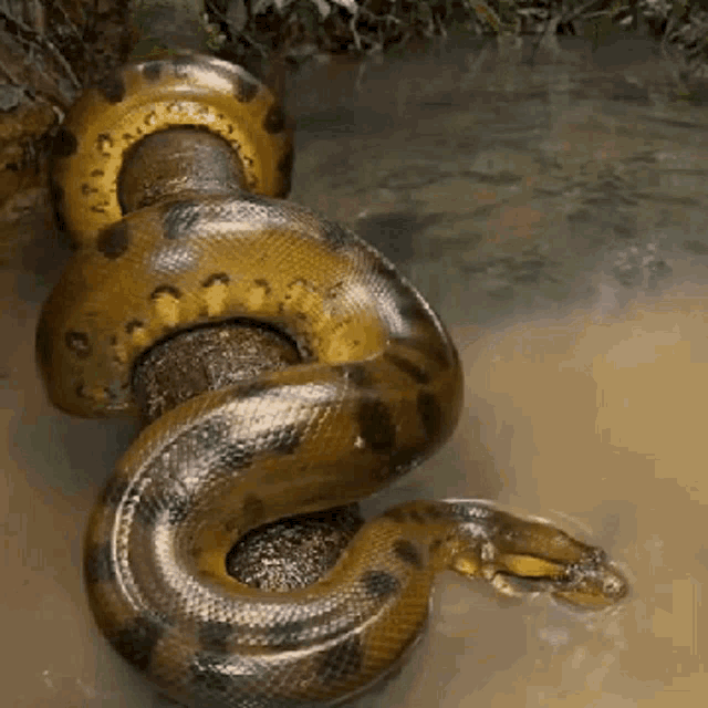Snake Yellow Snake GIF - Snake Yellow Snake GIFs