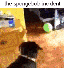 a dog is looking at a green ball in a room with the caption the spongebob incident