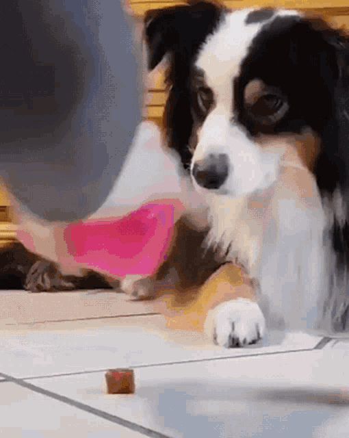 Dog Tricked GIF - Dog Tricked Food GIFs