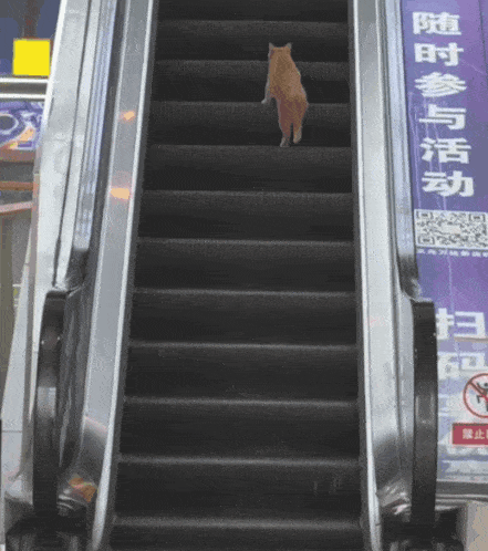 a cat is walking up an escalator with chinese writing on the side