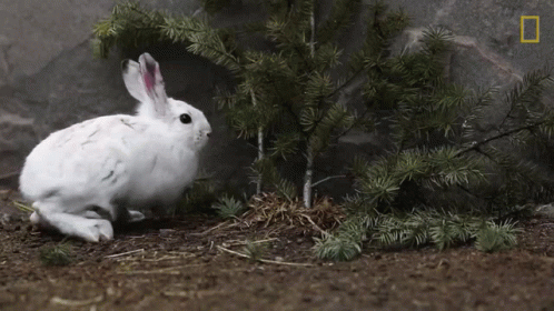 Running National Geographic GIF - Running National Geographic Artic Fox GIFs