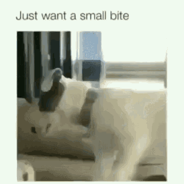 Small Bite GIF - Small Bite Cat GIFs