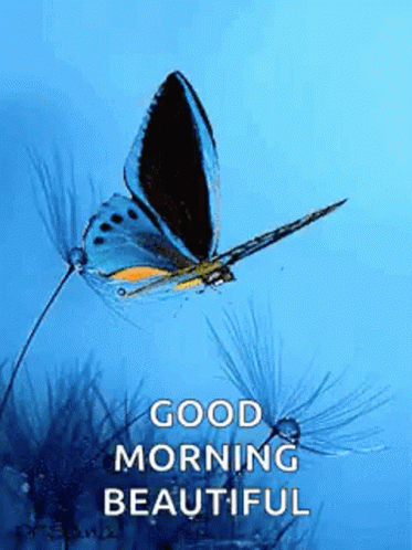 Good Morning Beautiful GIF - Good Morning Beautiful Butterflies GIFs