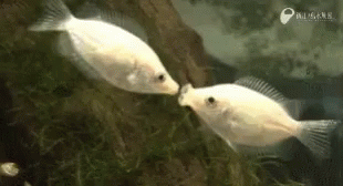 Fish Kiss GIF - Fish Kiss Kissing GIFs