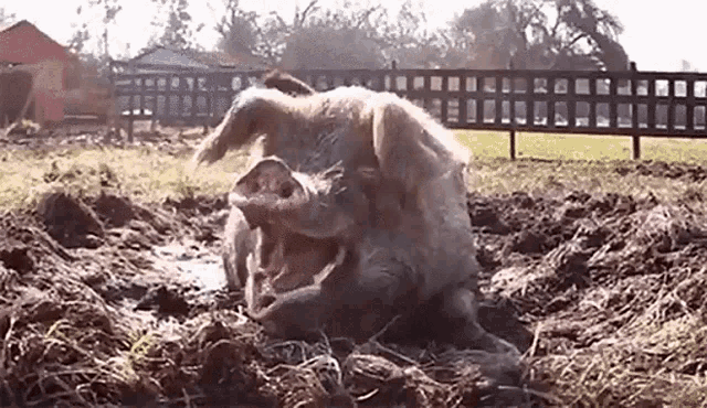 a pig is laying in the mud with its mouth wide open