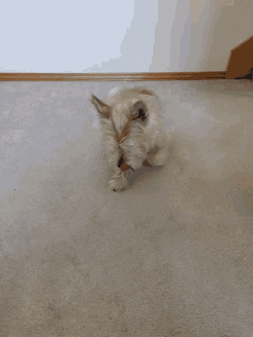 Rolling Roll Over GIF - Rolling Roll Over Cute GIFs