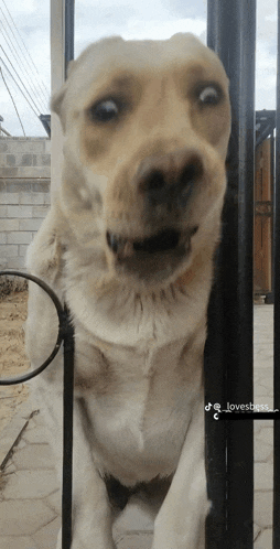 a close up of a dog behind a fence with the hashtag lovesbess on the bottom