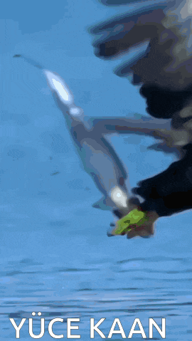 a bald eagle flying over a body of water with the words yüce kaan written below it